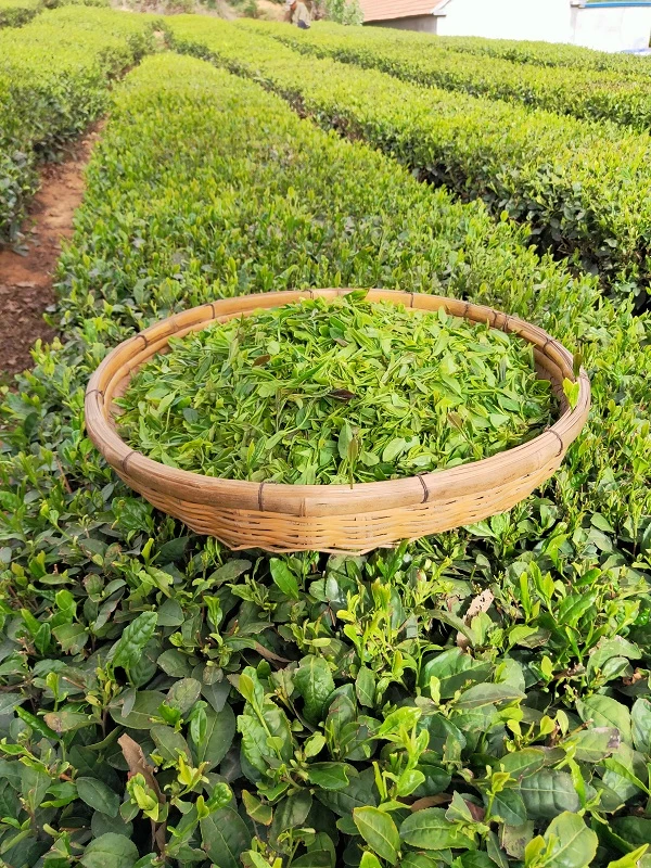 【2025年清香型】日照绿茶新茶清香豆香味足略带鲜爽