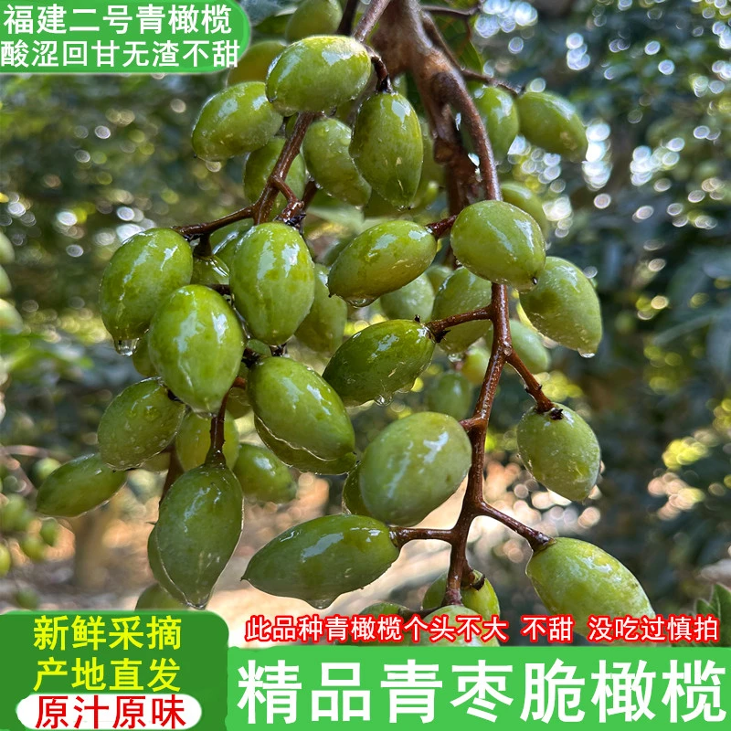 精品新鲜青枣脆橄榄生吃福建二号檀香广东潮汕特产水果橄榄包邮