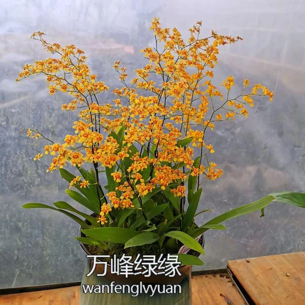 万峰绿缘【小蜜蜂文心兰】带高花梗橙黄色跳舞兰香水兰小花型易爆