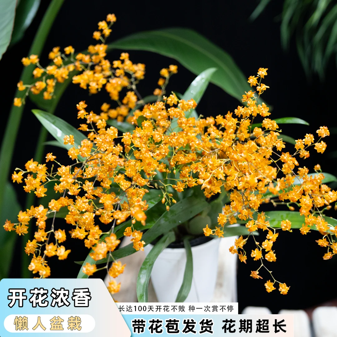 直播间万峰绿缘文心兰梦香兰橙黄色跳舞兰香水兰小花型易爆花