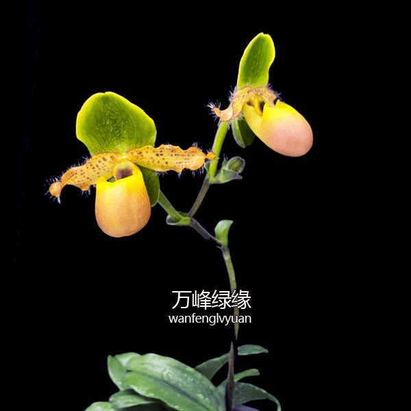 【苍叶/红报春兜兰】粉红花色花型奇特花期长续花型冬季带花苞兰花