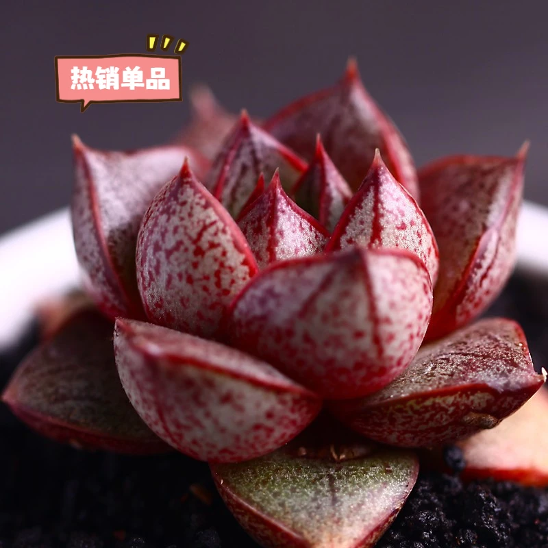 肉肉大和锦多肉植物室内盆栽办公室创意花卉种植大和锦多肉多肉