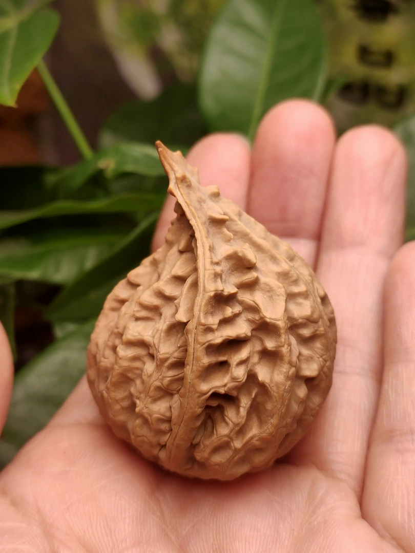 东北野生楸子鹤冠核桃