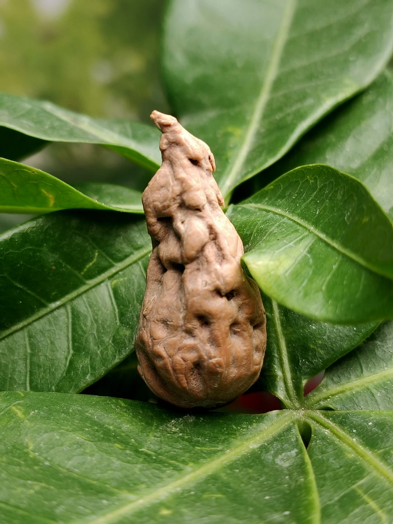 东北野生楸子麒麟兽带虫爬核桃