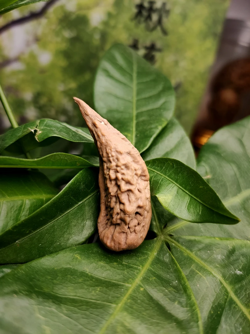 东北野生楸子麒麟椒异形