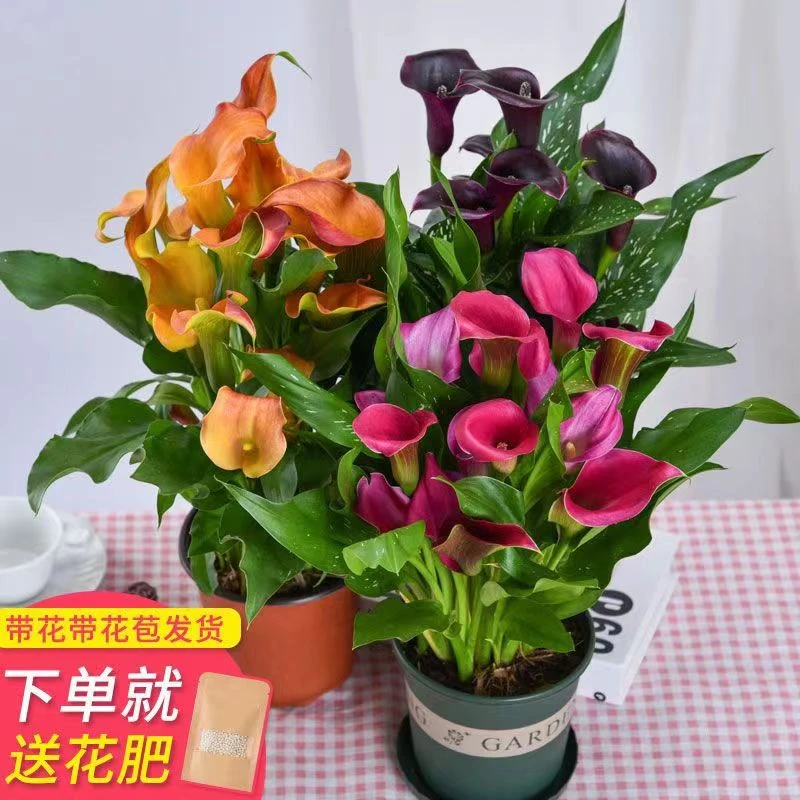 进口马蹄莲带花盆栽懒人阳台客厅多年生长植物四季开大苗家庭种