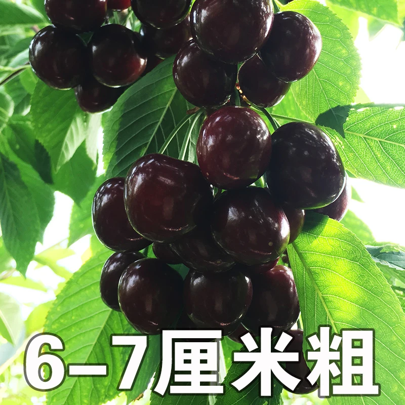 6-7厘米粗车厘子树苗大樱桃苗樱桃树南方北方地栽庭院种植大苗