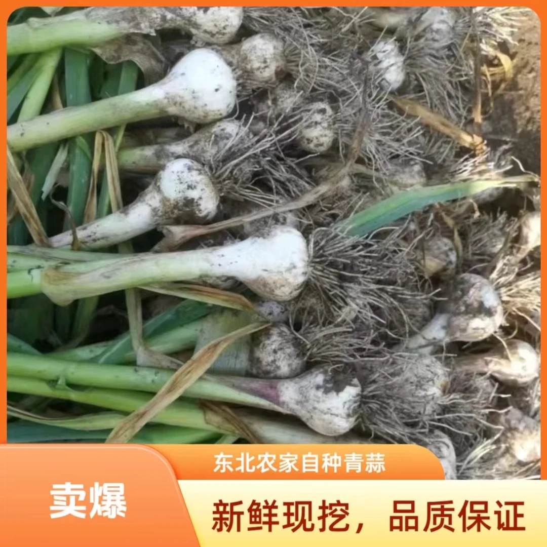 东北农家小院自种青蒜，现摘现发