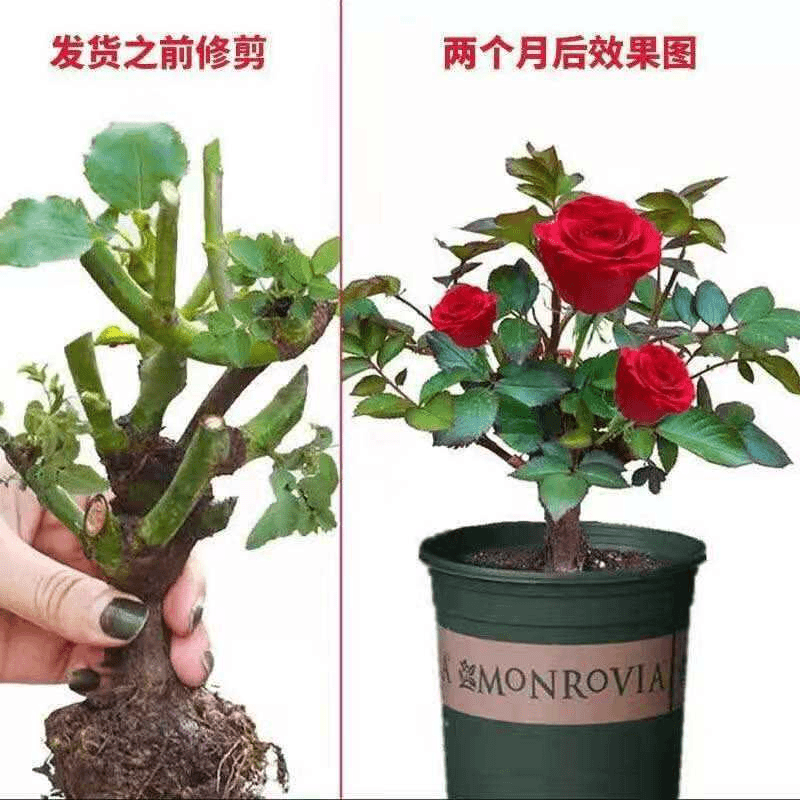 新疆包邮-15.9两颗玫瑰花苗老桩四季开花不断月季花卉绿植物盆栽