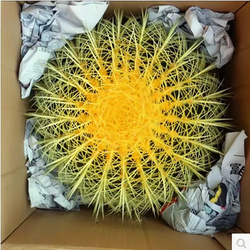 仙人球盆栽金琥金虎美琥超大号球办公桌阳台电脑室内家庭绿植多肉