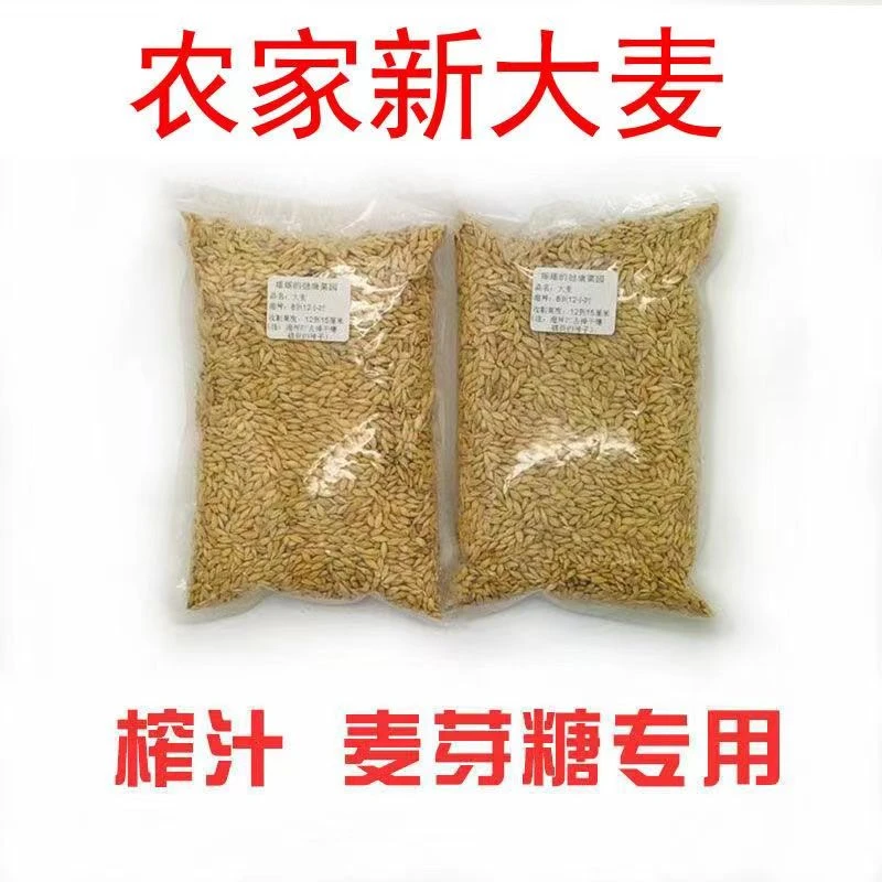 农家新大麦苗大麦草带壳大麦猫草种麦芽糖无土栽培榨汁水培育苗盘