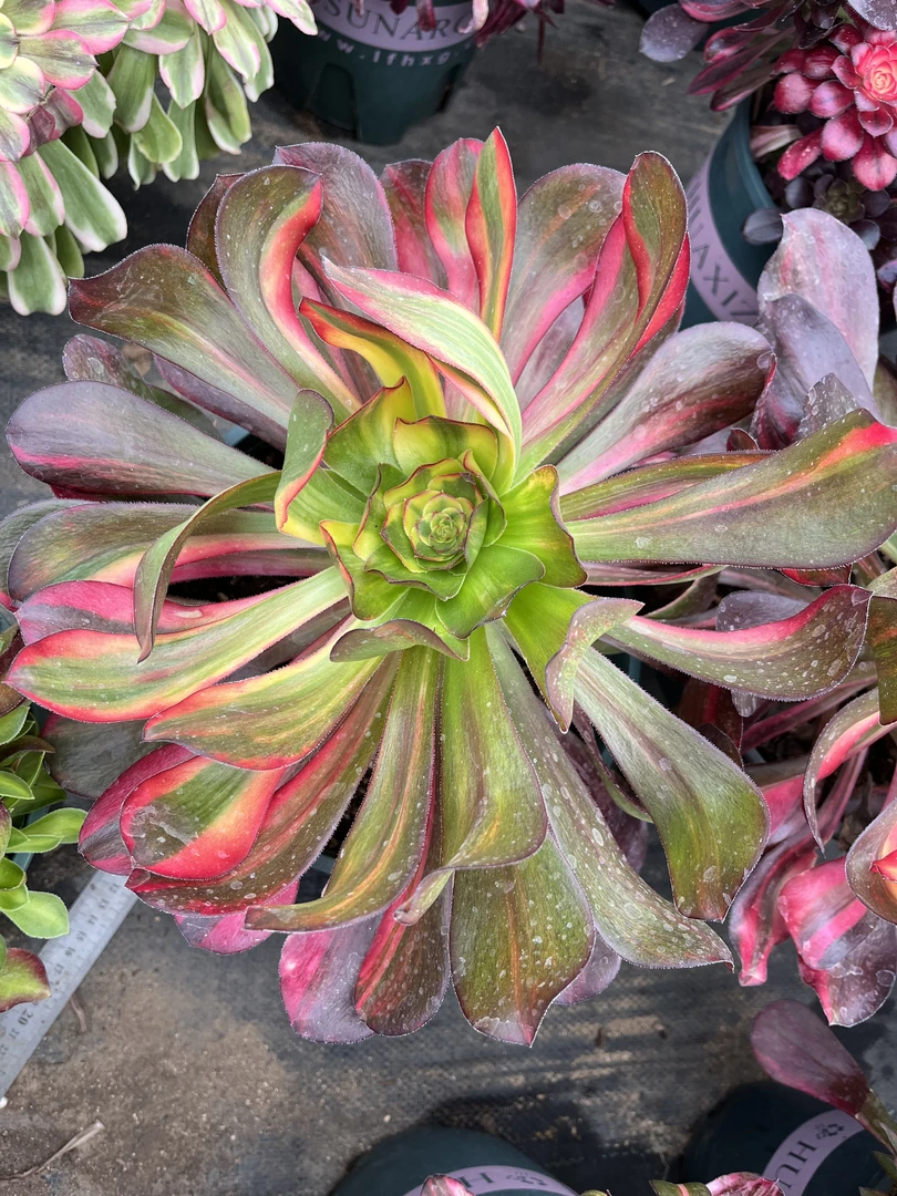 多肉植物一物一拍链接