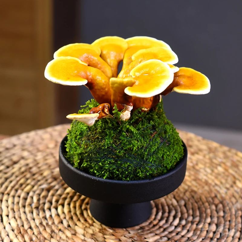 元宝灵芝禅意中式文人盆景盆栽室内茶室茶桌书房庭院四季好养