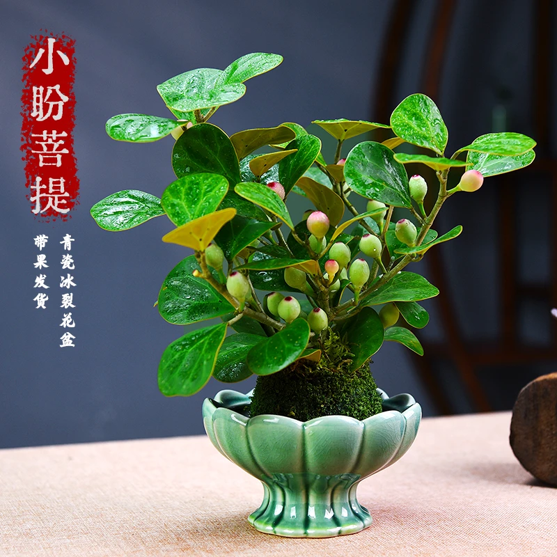 小盼菩提盆栽苔玉球植物室内禅意桌面盆景办公室桌面好养花卉绿植