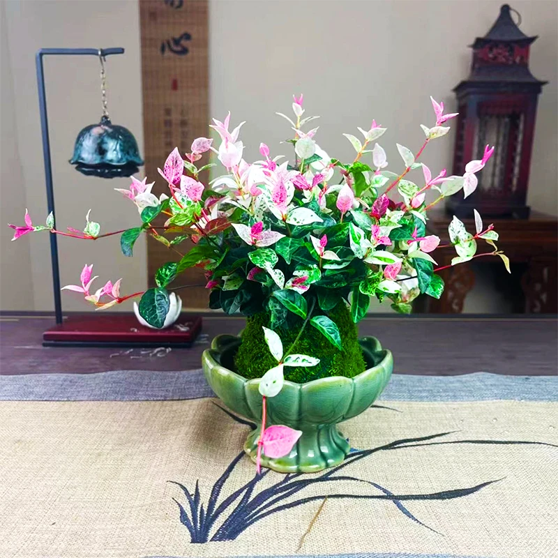 花叶络石盆栽室内办公室茶桌桌面小盆景好养易活四季好养易活美观