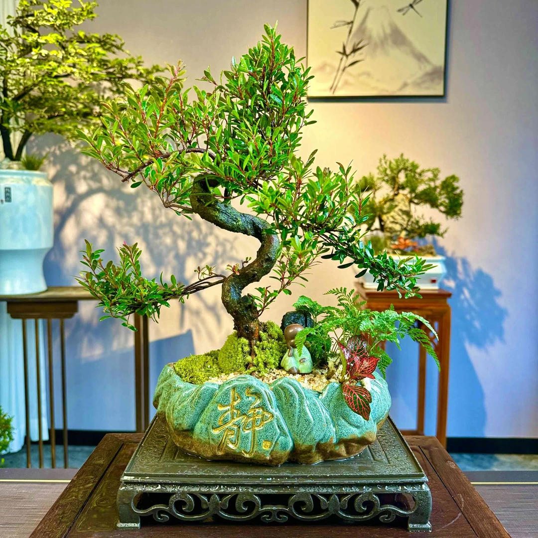 金丝奇楠木禅意中式文人盆景盆栽室内茶室茶桌书房庭院四季好养
