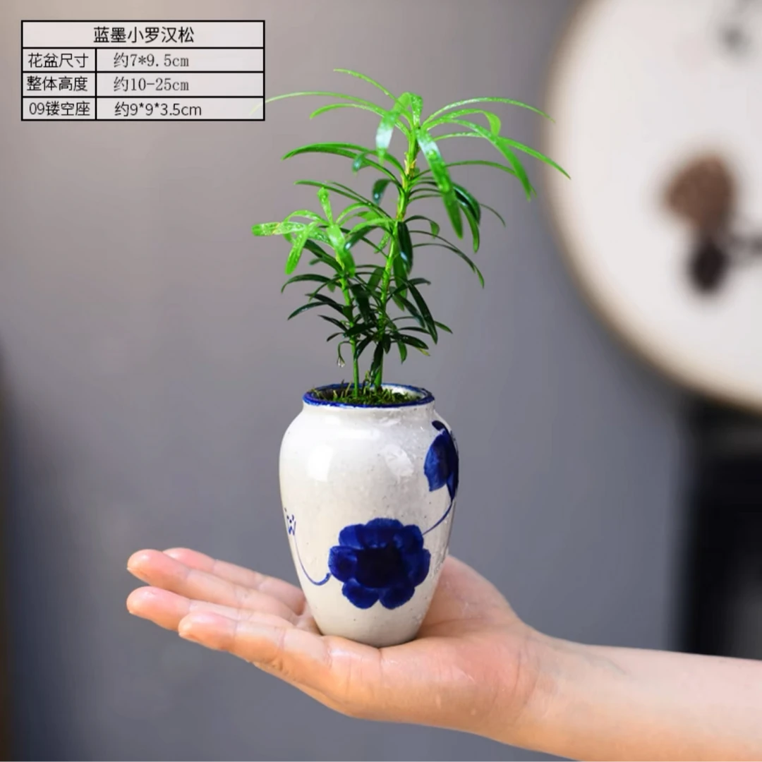蓝墨罗汉松桌面小茶宠盆景迷你趣味