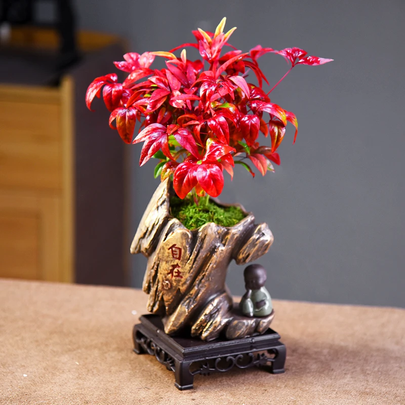 火焰南天竹盆景盆栽东方美学中式意境室内客厅茶桌办公室好养