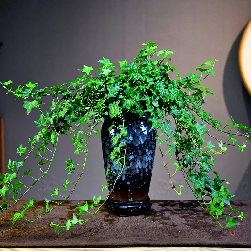 禅意/意境常青藤 室内好养盆景盆栽绿植花卉客厅茶几美观
