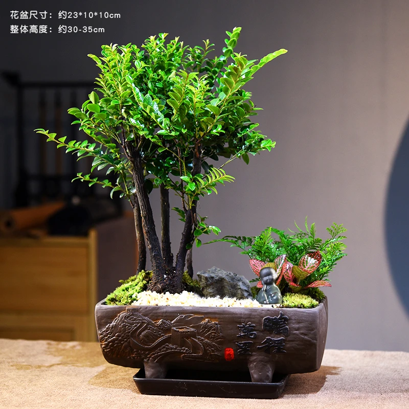 意境-丛林紫檀鲜活室内四季好养花卉绿植盆栽盆景客厅桌面自然