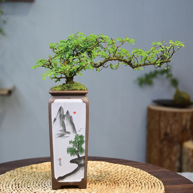 小叶榆树盆景 飘枝造型老桩盆栽客厅室内茶桌摆件四季常青