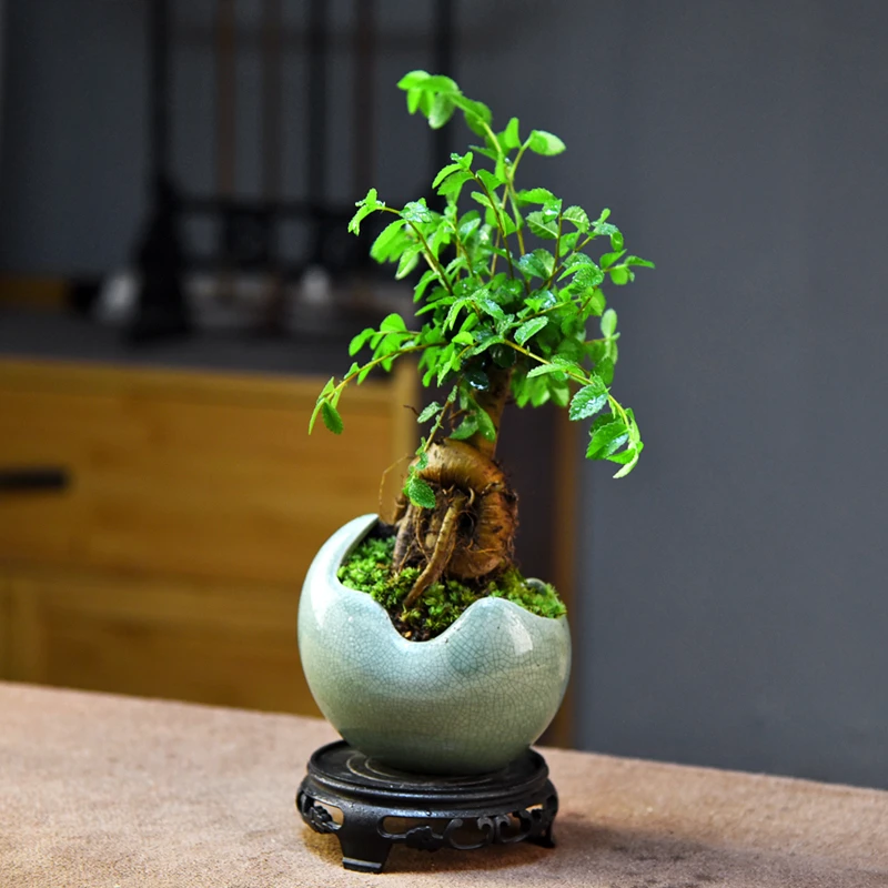 榆树盆景老桩绿植室内观赏小盆栽寓意办公植物小摆件四季常青好养