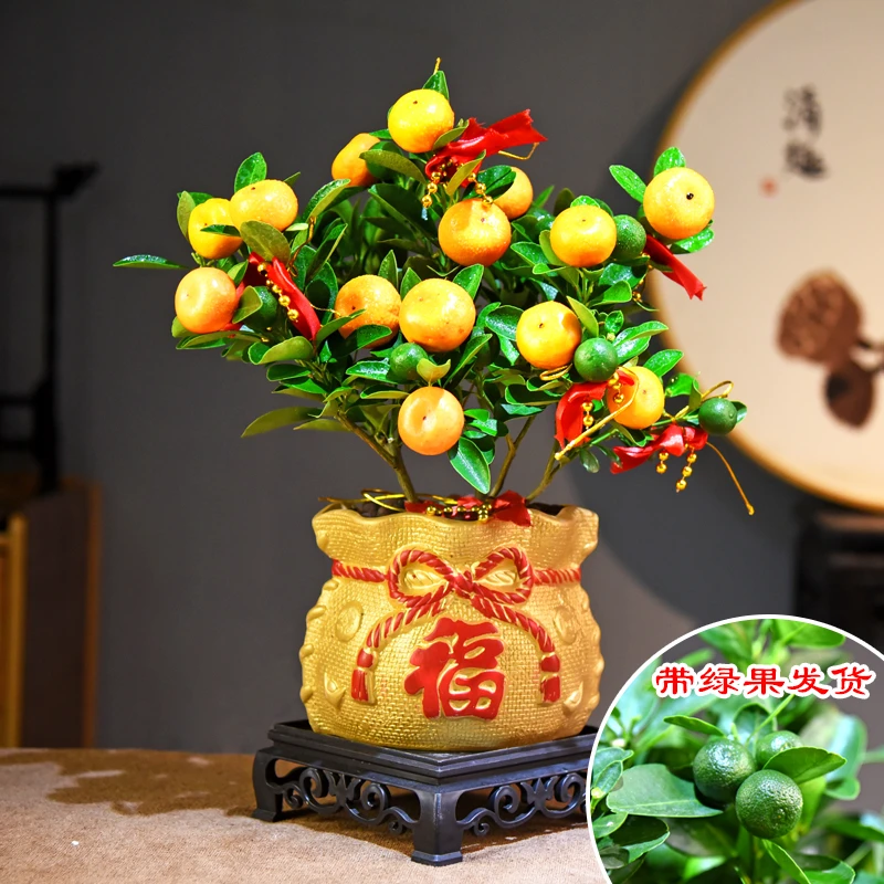 金桔盆栽鲜活带果过年喜庆年宵花礼品室内办公客厅植物花卉盆景