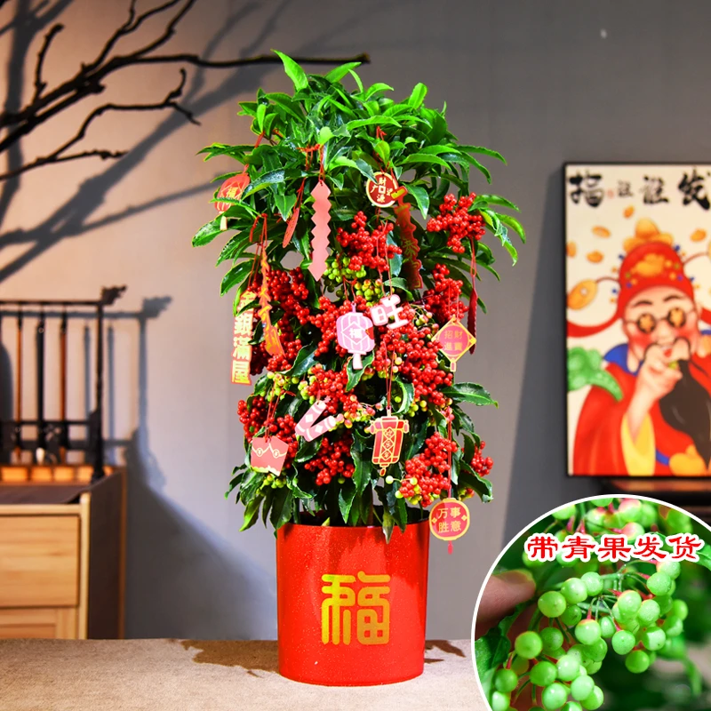 富贵树黄金万两过年喜庆年宵花礼品盆栽绿植植物观赏盆景室内办公