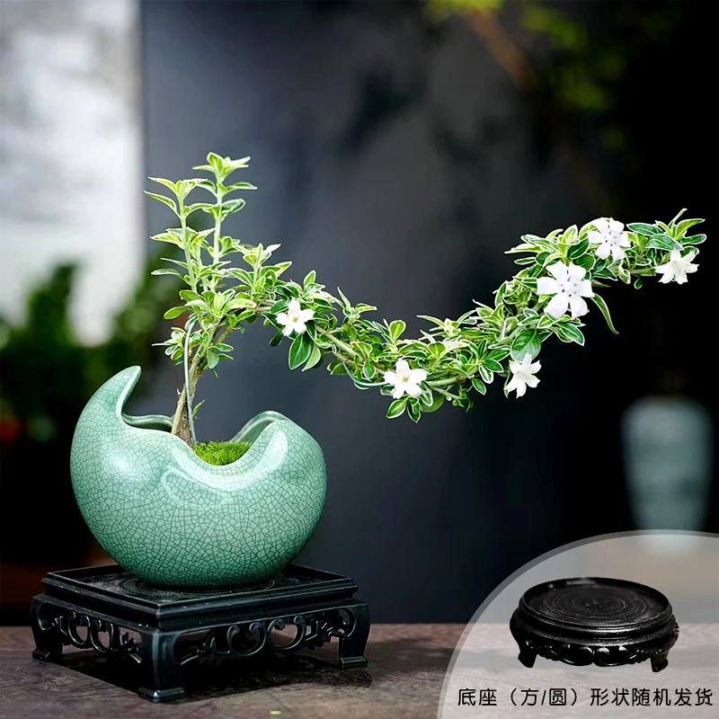 【精选】金边六月雪鲜活室内四季好养花卉绿植盆栽盆景客厅桌面自然
