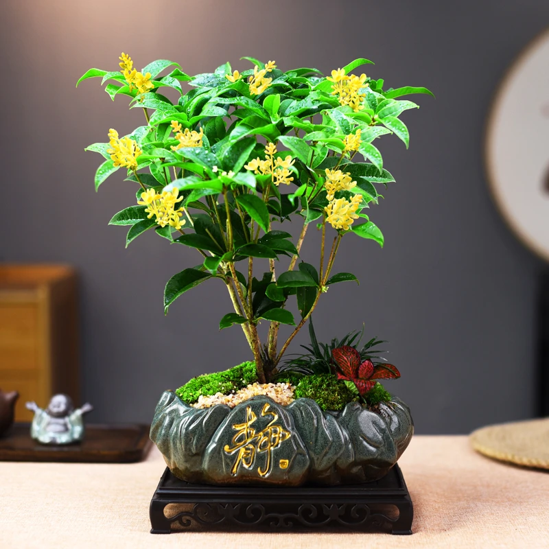 嫦娥桂花禅意中式文人盆景盆栽室内茶室茶桌书房庭院四季好养