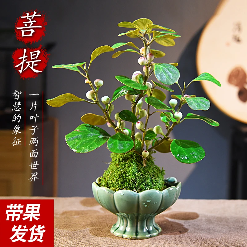 小盼菩提树苔玉盆栽植物室内禅意桌面盆景办公室桌面好养花卉绿植