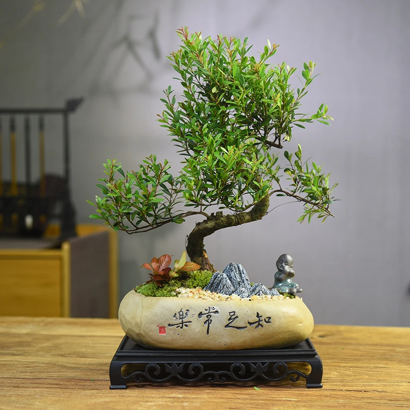 S型赤楠盆栽禅意中式复古风植物室内办公室书房桌面装饰摆件礼物
