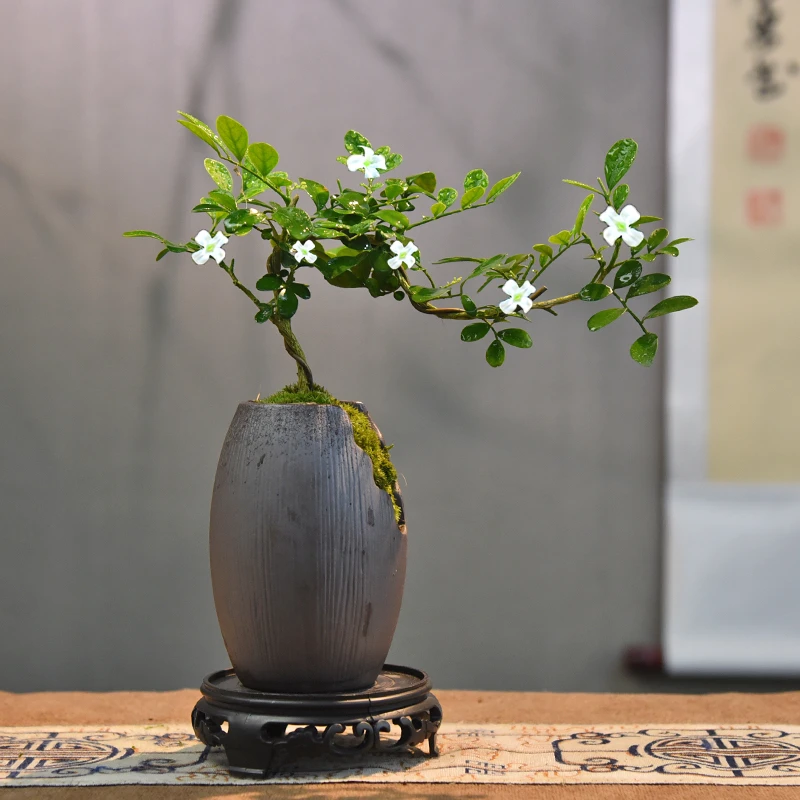 意境-九里香盆景新中式室内好养桌面摆件绿植花卉盆栽鲜活自然