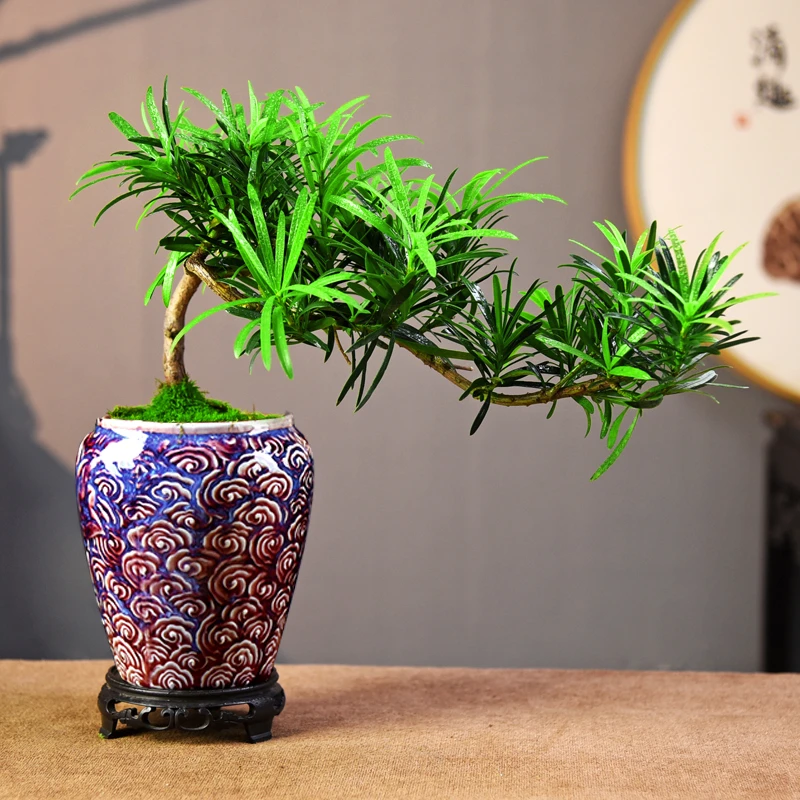 罗汉松悬崖飘枝盆景盆栽中式意境高端美观室内客厅茶桌办公室好养