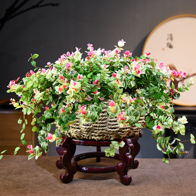 花叶络石盆栽四季五彩叶花卉办公室垂吊绿植垂丝彩虹吊兰室内植物