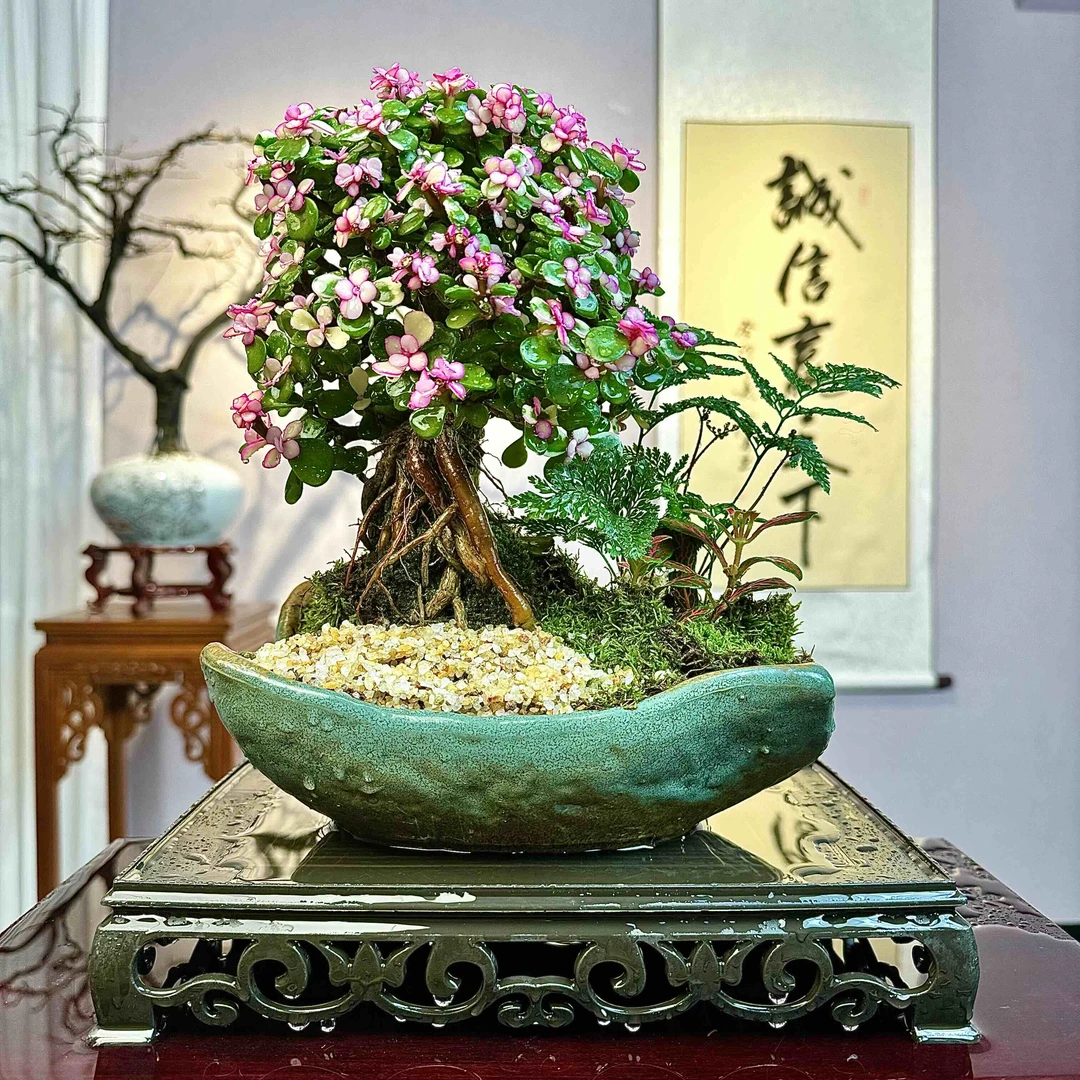 【精选】老桩金枝玉叶鲜活室内四季好养花卉绿植盆栽盆景客厅桌面