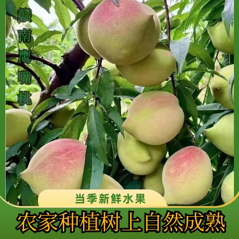 【鹰嘴桃】正宗赣南鹰嘴桃新鲜鹰嘴桃产地直发新鲜农家果园整箱直发