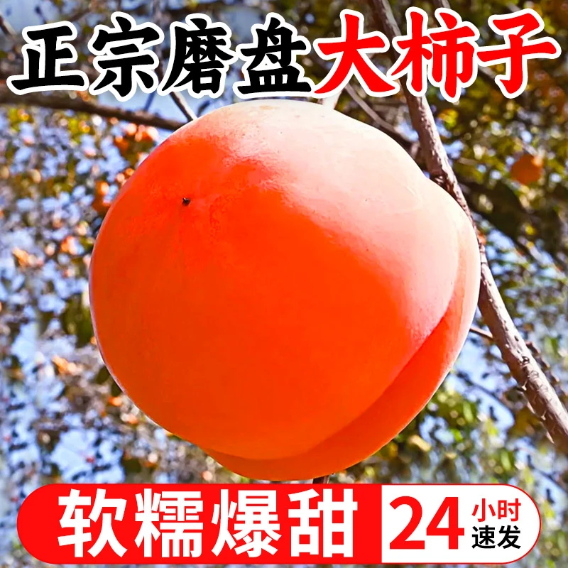 河北保定特大磨盘柿子新鲜软柿子爆甜水果懒柿北京盆柿非房山冻柿