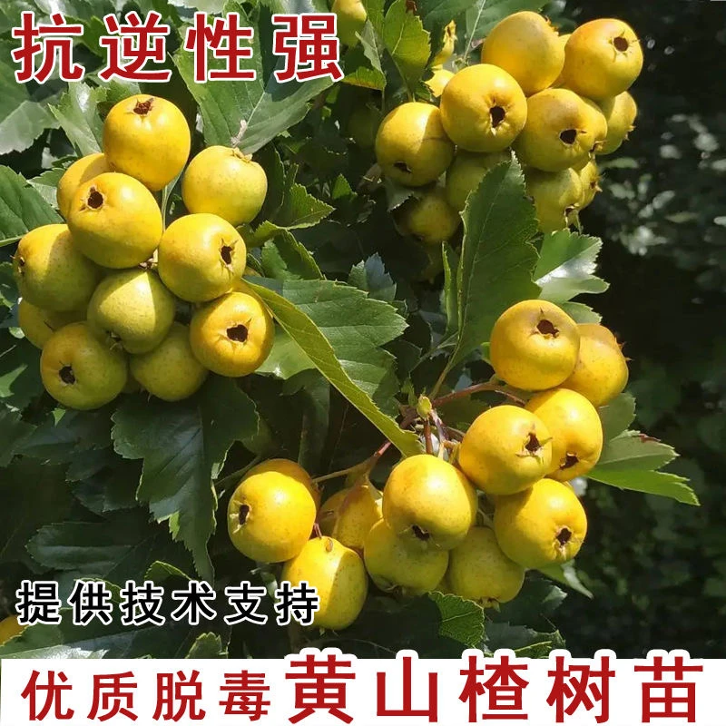 山楂果树黄金豆山楂树苗