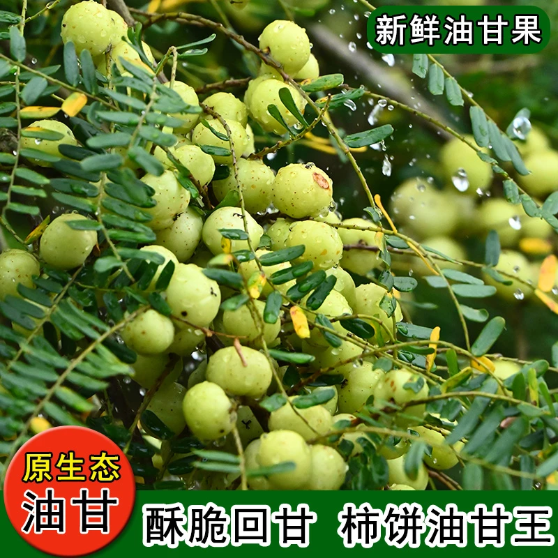 潮汕大妈赤皮油柑果现摘油甘果新鲜余甘子崩坎种油柑孕妇水果榨汁