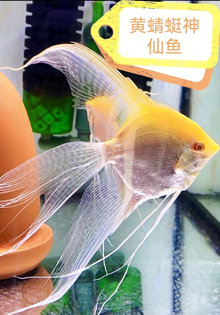 热带鱼观赏鱼淡水燕鱼黄金色台系长鳍长翅长尾黄蜻蜓七彩神仙燕鱼