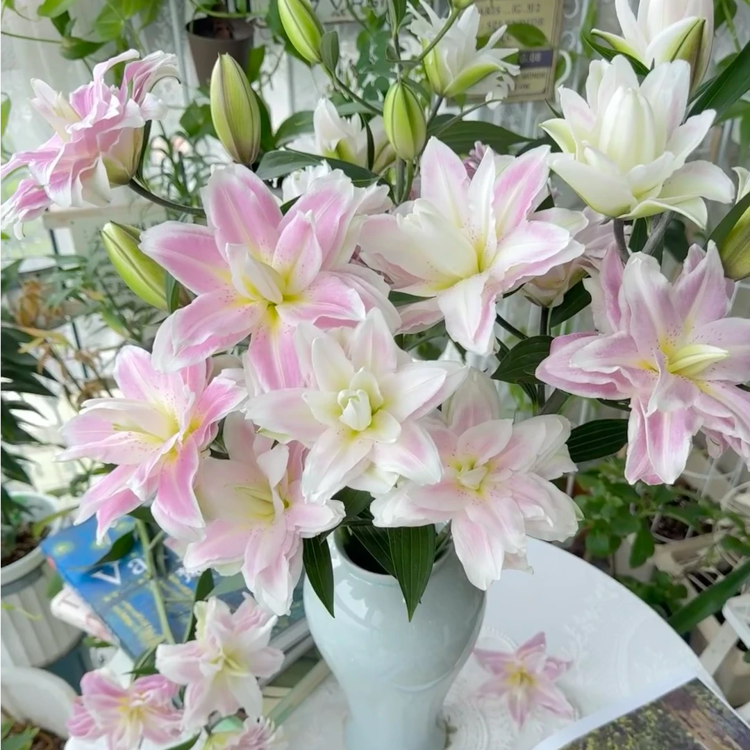 重瓣百合5支 莲花之境 高端百合鲜切花