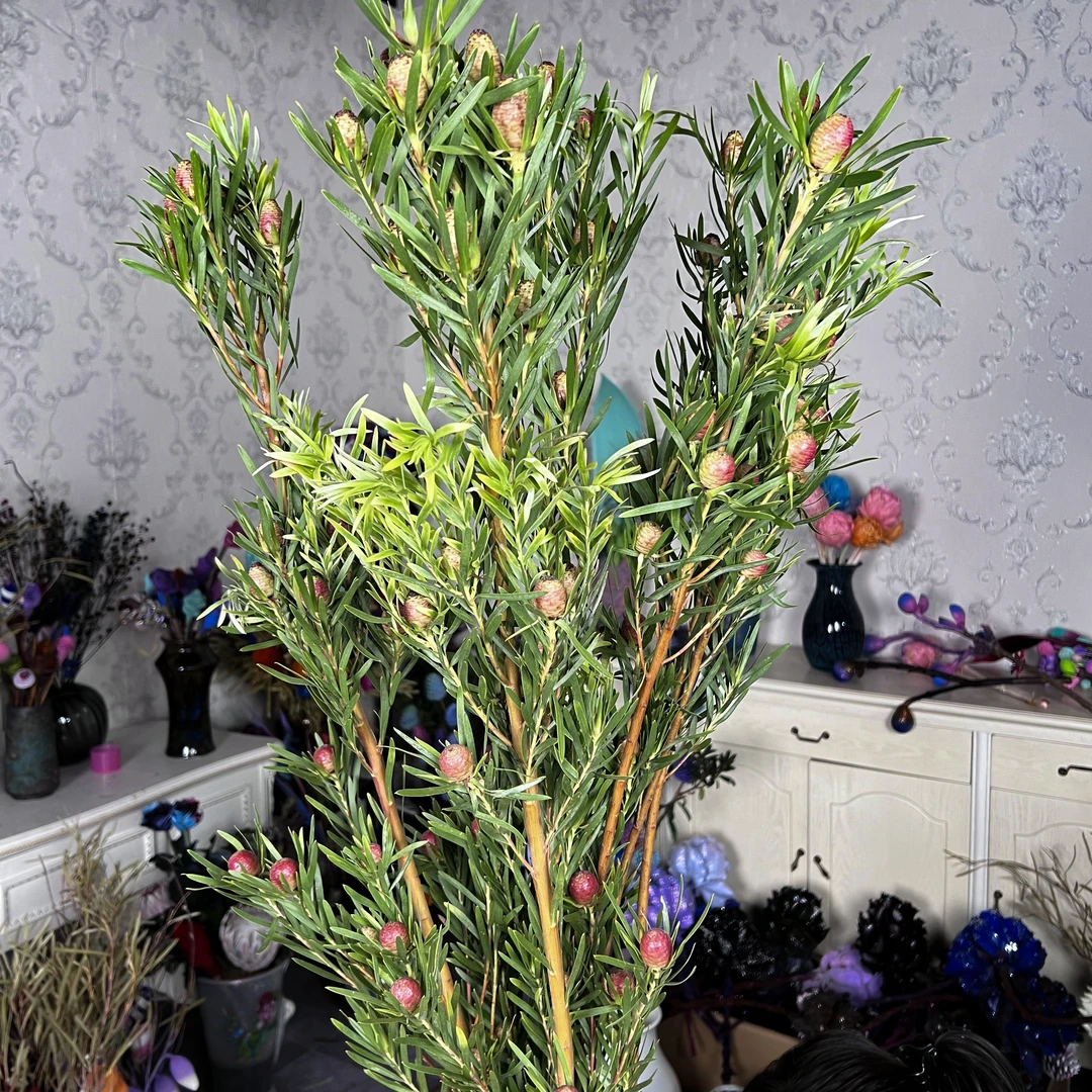【一扎成景】5支红宝石 澳洲郁金香 落地花瓶 稀有高端花材可做干花