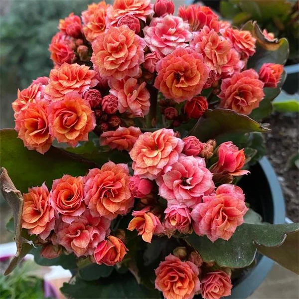 【13cm盆 烟花】重瓣大花 0℃地区请拍保温，不拍冻坏不赔