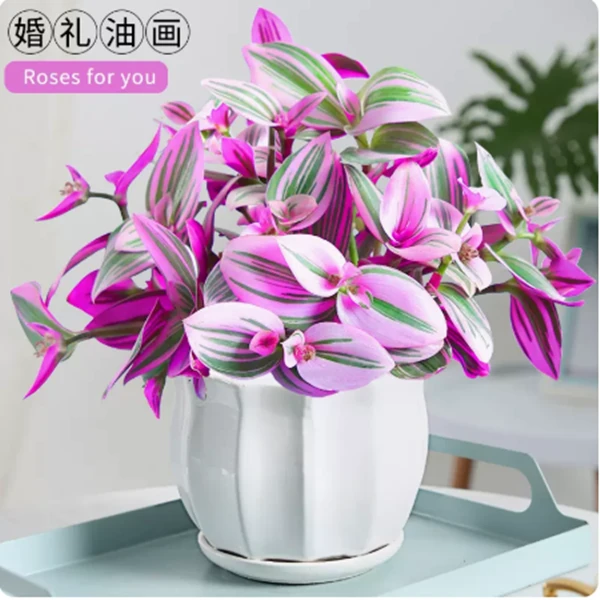 油画婚礼吊兰绿植盆栽室内阳办公室桌面四季水培土培好养多肉植物