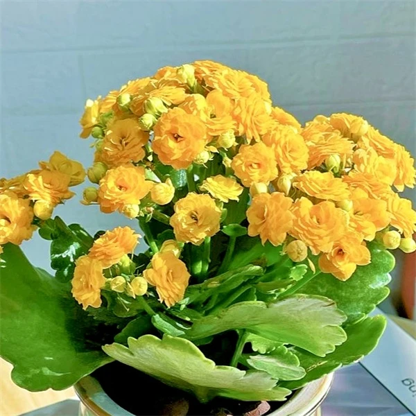 【黄巴黎 8cm小盆】重瓣大花