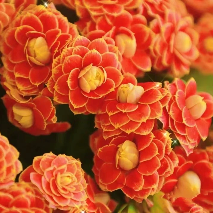 【10cm盆   金狐狸】重瓣大花 0℃地区请拍保温，不拍冻坏不赔