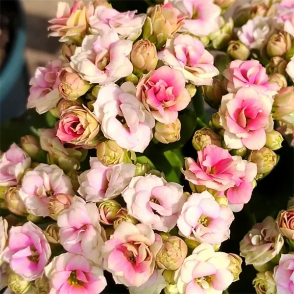 【11cm盆  洛神赋】重瓣大花