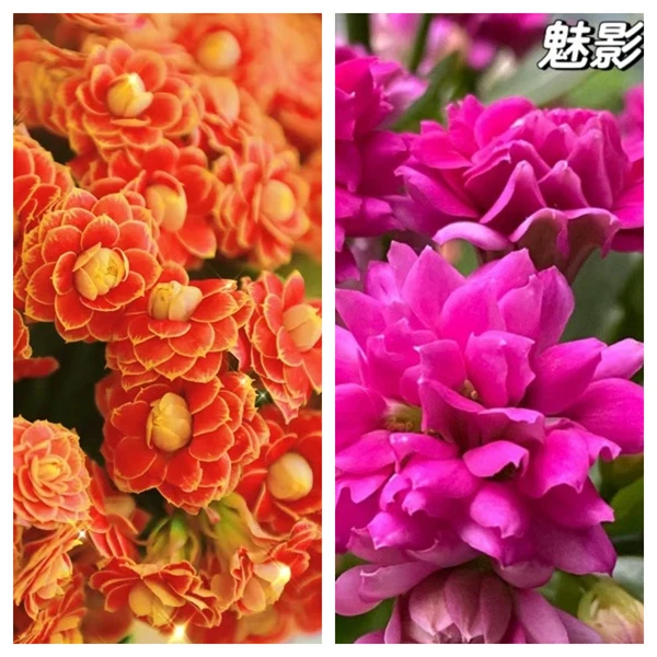 精【2盆组合 11cm盆】A级一代苗 原盆原土