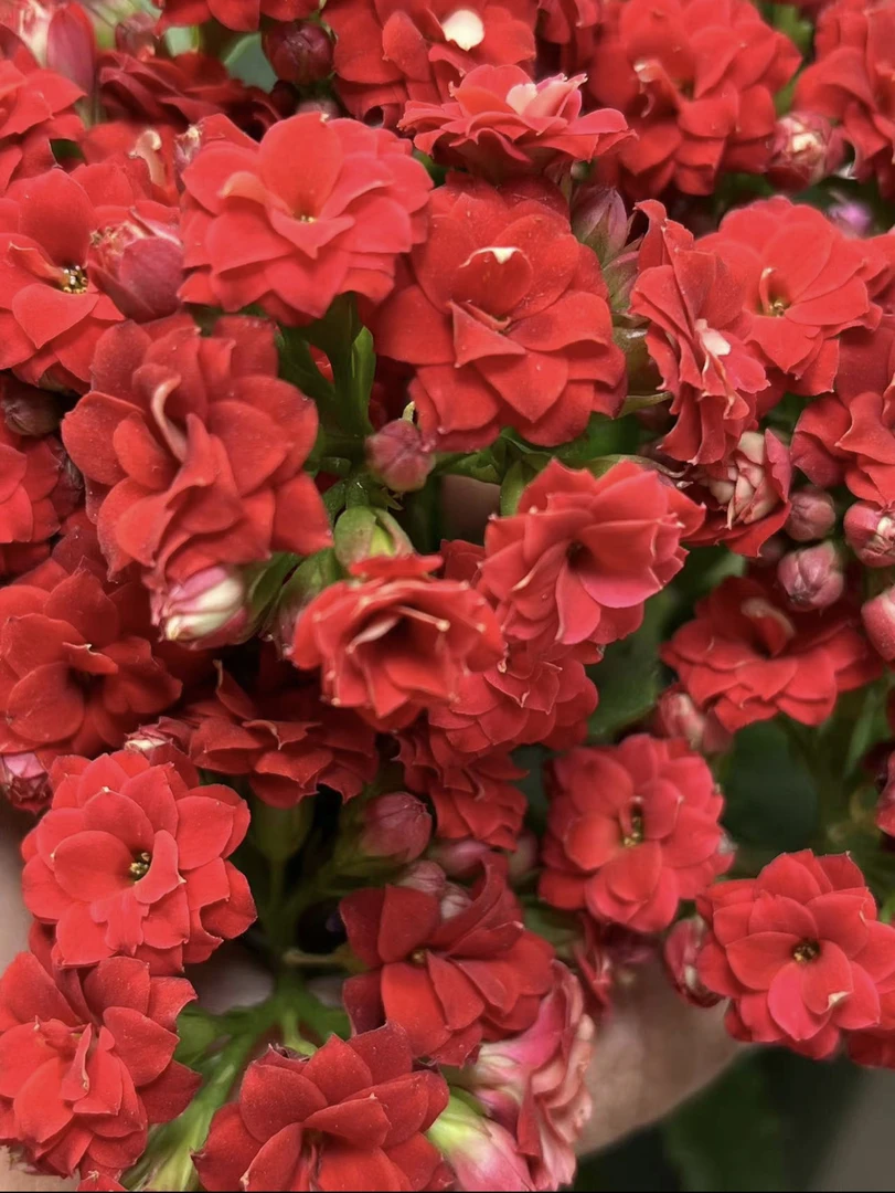 【喜庆8cm小盆】重瓣大花